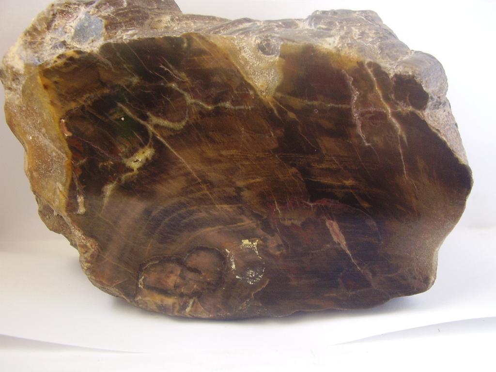 Zkamenělé dřevo2